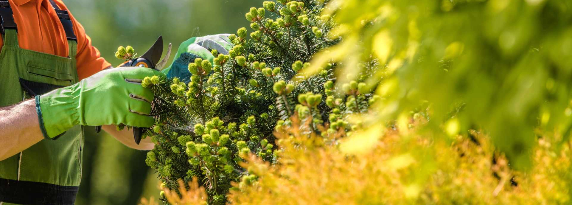 hero close up plant health