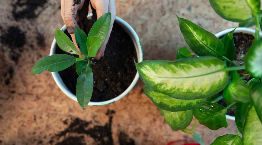 overview plant health