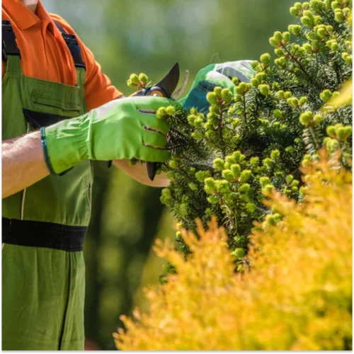 plant health care service