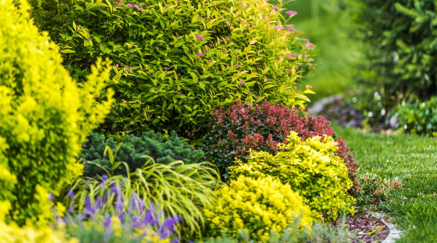 shrubs and lawn controled for pests